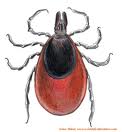 large deer tick.jpg